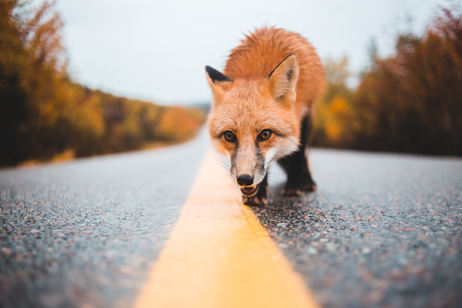 colorful fox walking on empty road
