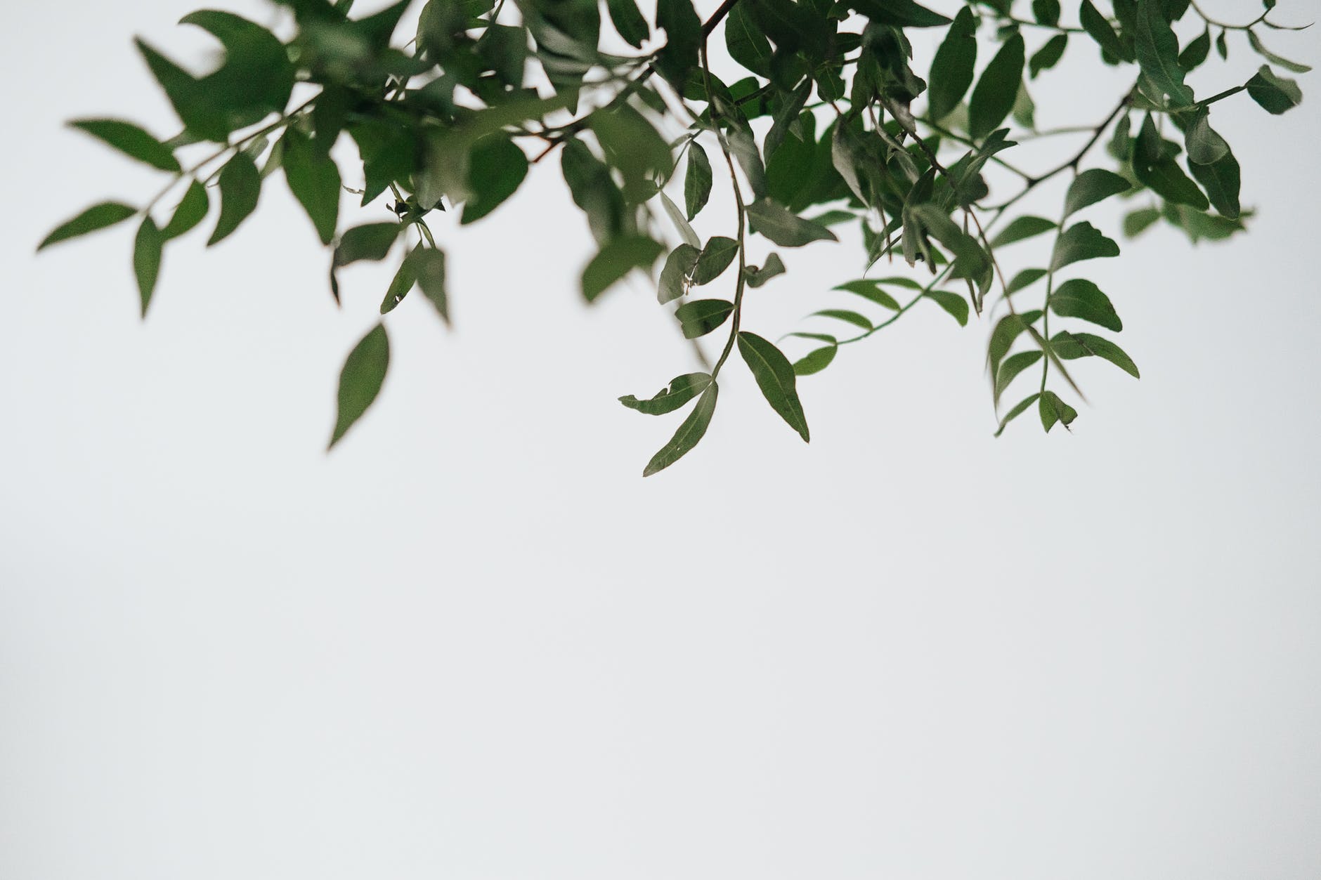 green plant branch with thin stems on white background