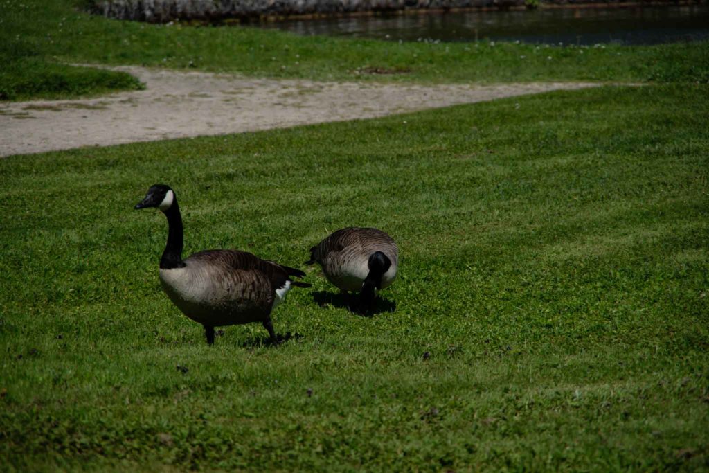 rambouillet en famille parc chateau 01