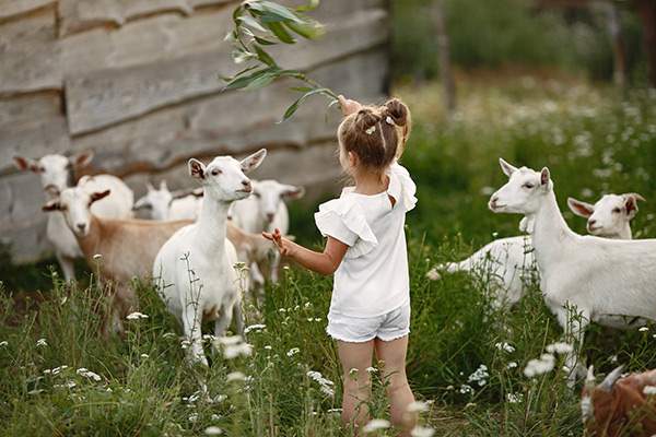petite fille avec des chèvres pour un voyage écoresponsable en famille en europe